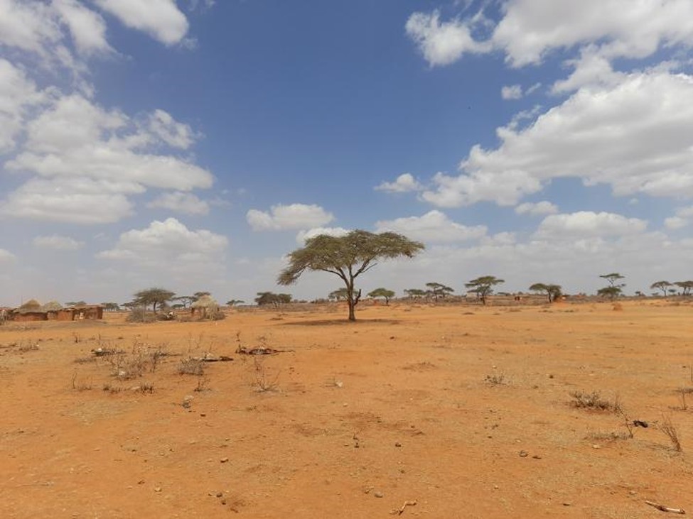 Drought affecting livestock in Borana zone, October 2022